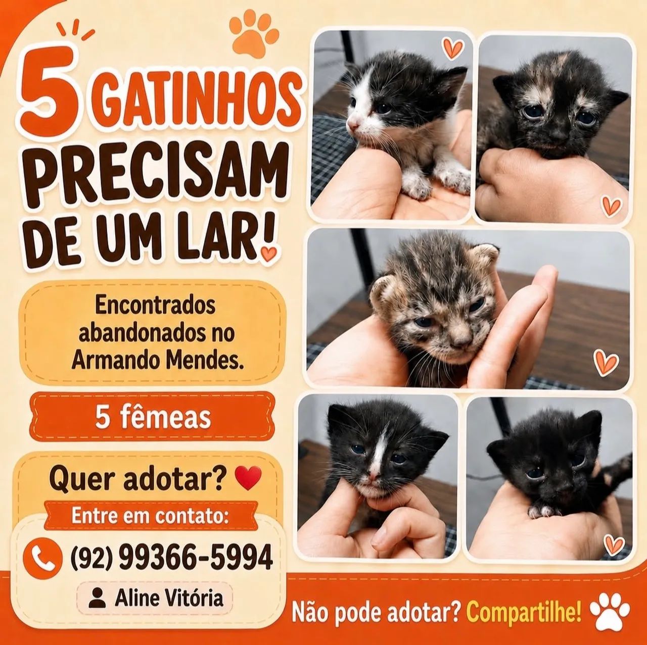Gatinhas disponíveis para adoção