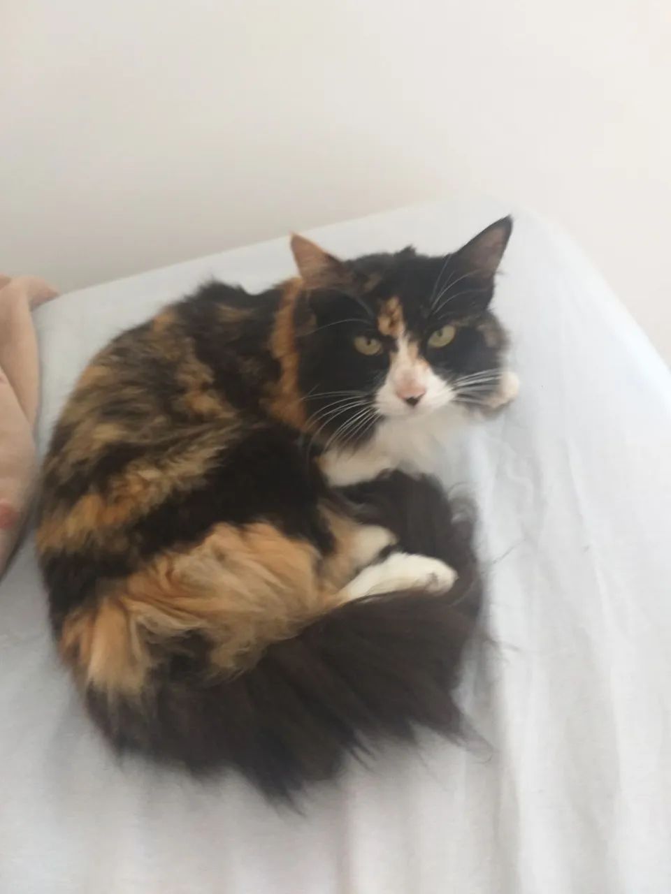 gato