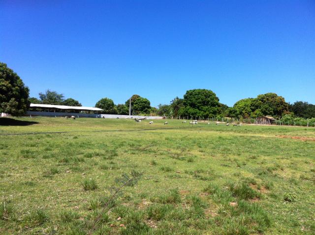 Fazenda Irrigada na Beira do Rio São Francisco - Foto 3