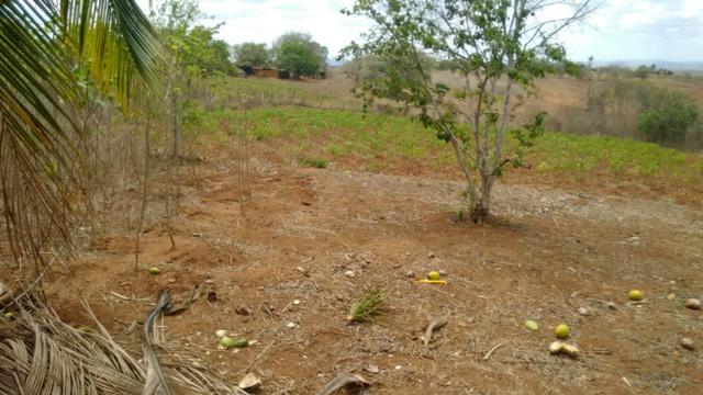Ótima propriedade de 7.5 hectares, próximo a Lagoa de Itaenga-PE - Foto 8