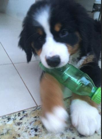 Filhotes de Bernese Mountain Dog (Fêmeas) - Foto 3