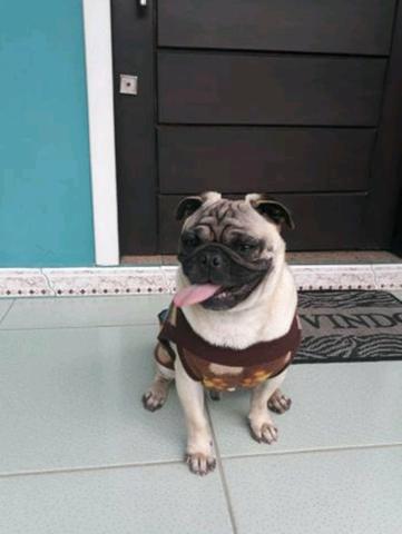 Pug para cruzar com Pedigree (Gravataí/Cachoeirinha e etc.)
