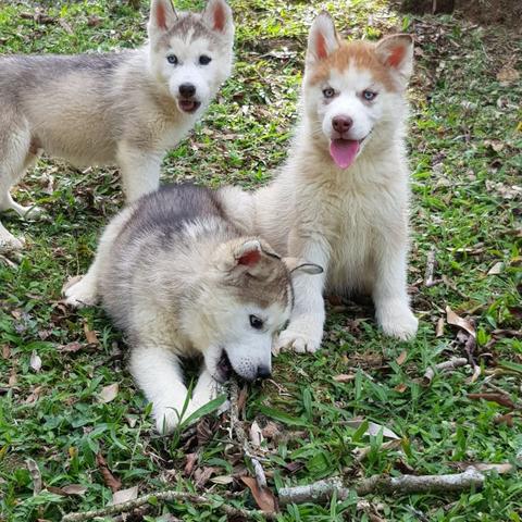 !!!!Lindíssimos Filhotes de Husky !!!!