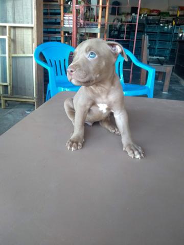 Oportunidade Filhotes de Pitbull puros