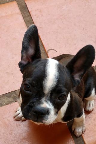 Bulldog Frances