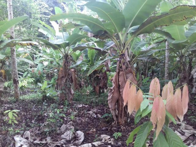 Fazenda Marau/Ubaitaba - Foto 4