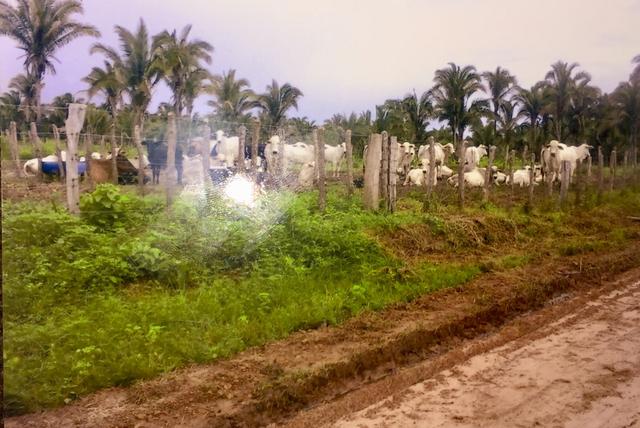 Vende-se Fazenda (abaixo o preço p vender logo) - Foto 3