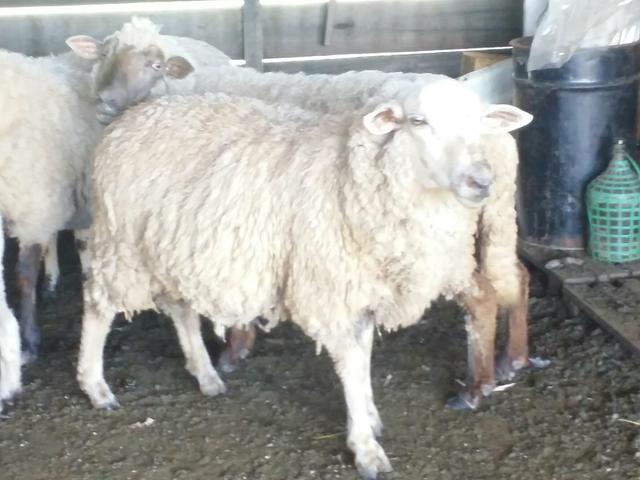 Vendo carneiro