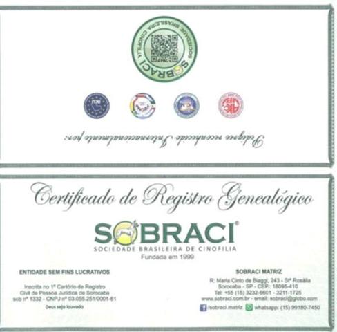 Pug para cruzar com Pedigree (Gravataí/Cachoeirinha e etc.) - Foto 4
