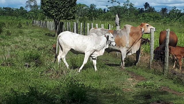 Vaca em Porto Velho