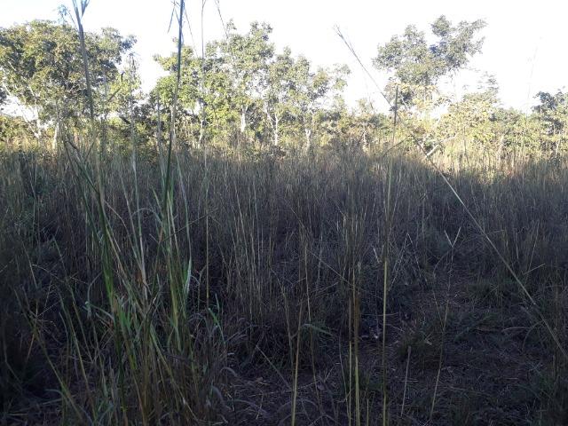 Chácara a 9 km de Acorizal com 38.2 hectares - Foto 14