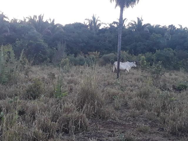 Chácara de 38,2 hectares, ha 66 km de Cuiabá, em Acorizal ! - Foto 12