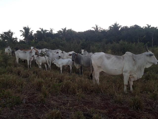 Chácara de 38,2 hectares, ha 66 km de Cuiabá, em Acorizal !