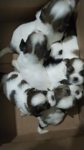 Filhotes SHIH TZU - Foto 5