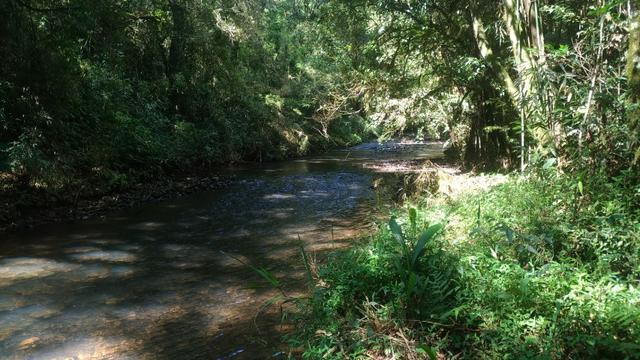 Fazenda com reflorestamento de Pinus e Eucalipto 80ha Goioxim - Foto 2