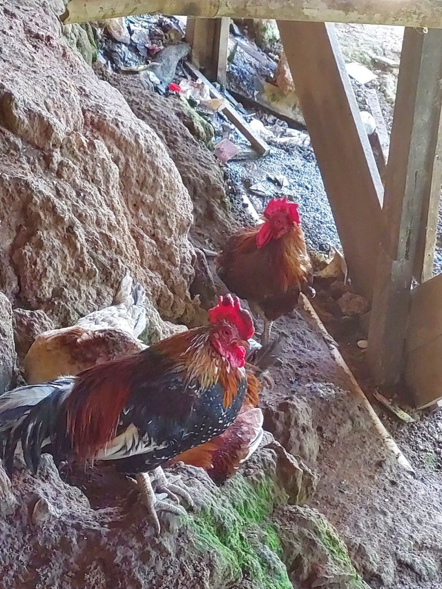 3 galo 1 galinha. - Foto 2