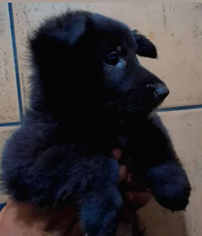 Preços baixos em Pastor Belga groenendael colecionável