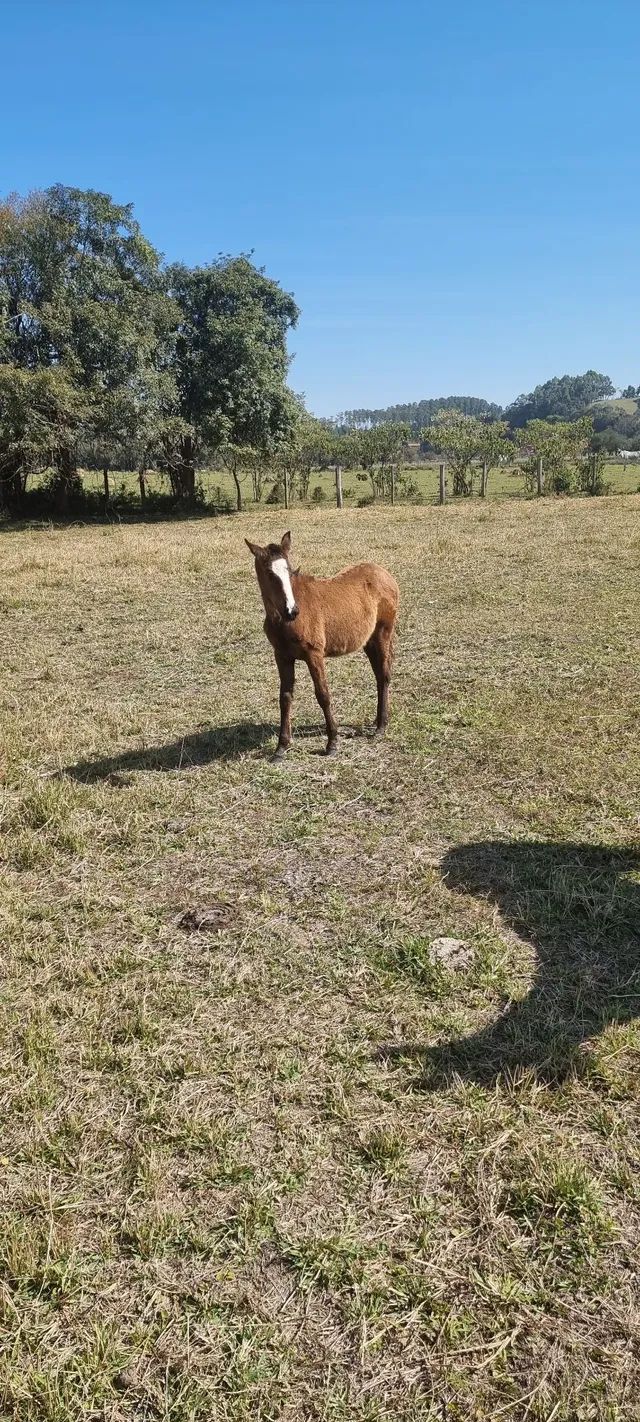 Égua MM e potra 
