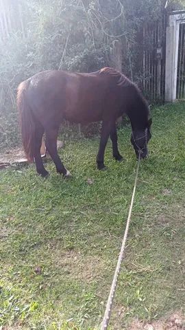Cavalo crioulo Picasso, aceito cartão  - Foto 5