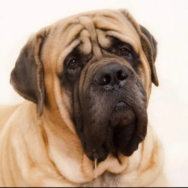 Canil Gigantes da Montanha - especializado na criação da raça Mastiff Inglês  - Mastiff Inglês - Joinville - Mastiff Inglês