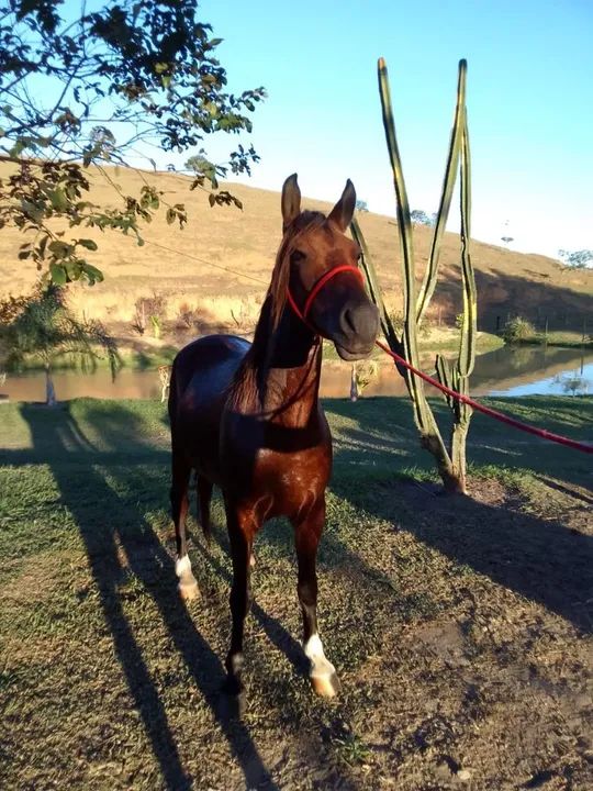 Cavalo  marcha picada  - Foto 2