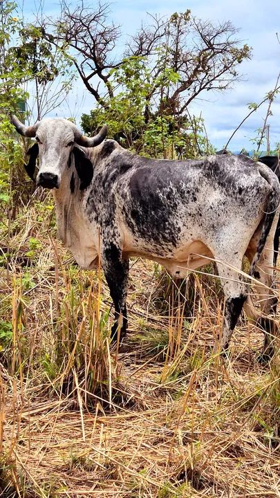 Vende-se vacas leiteiras mojada - Foto 2
