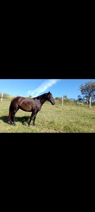 Égua nova muito boa + tralha de monta novinha. Troco por bezerros - Foto 4