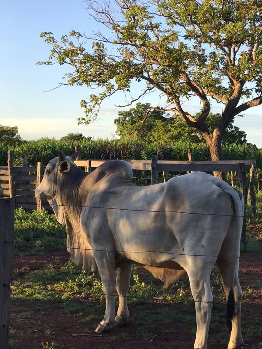 foto - Brasília - Setor Habitacional Arniqueira (Águas Claras)