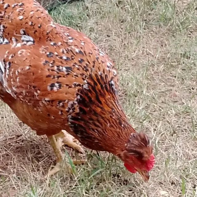 Pintinho gsb ate 10 dias - Foto 5