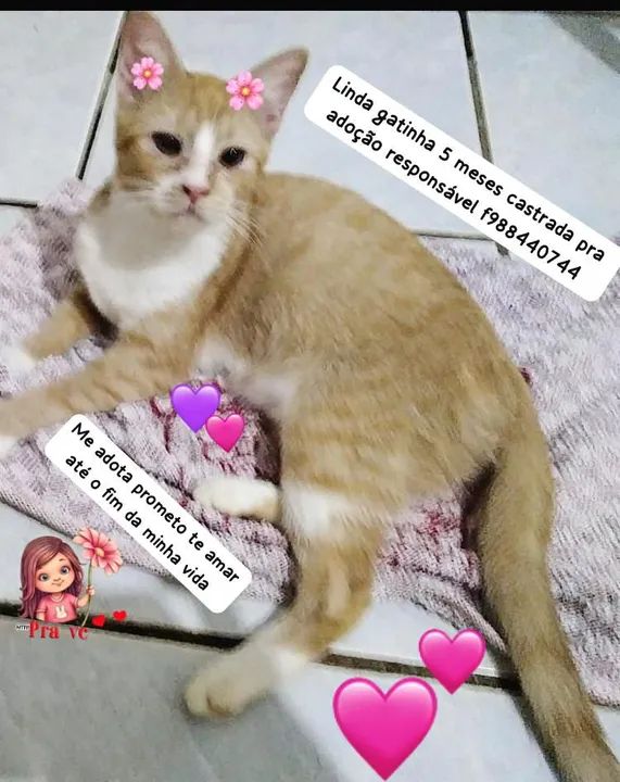 Castrada pronta para adoção 