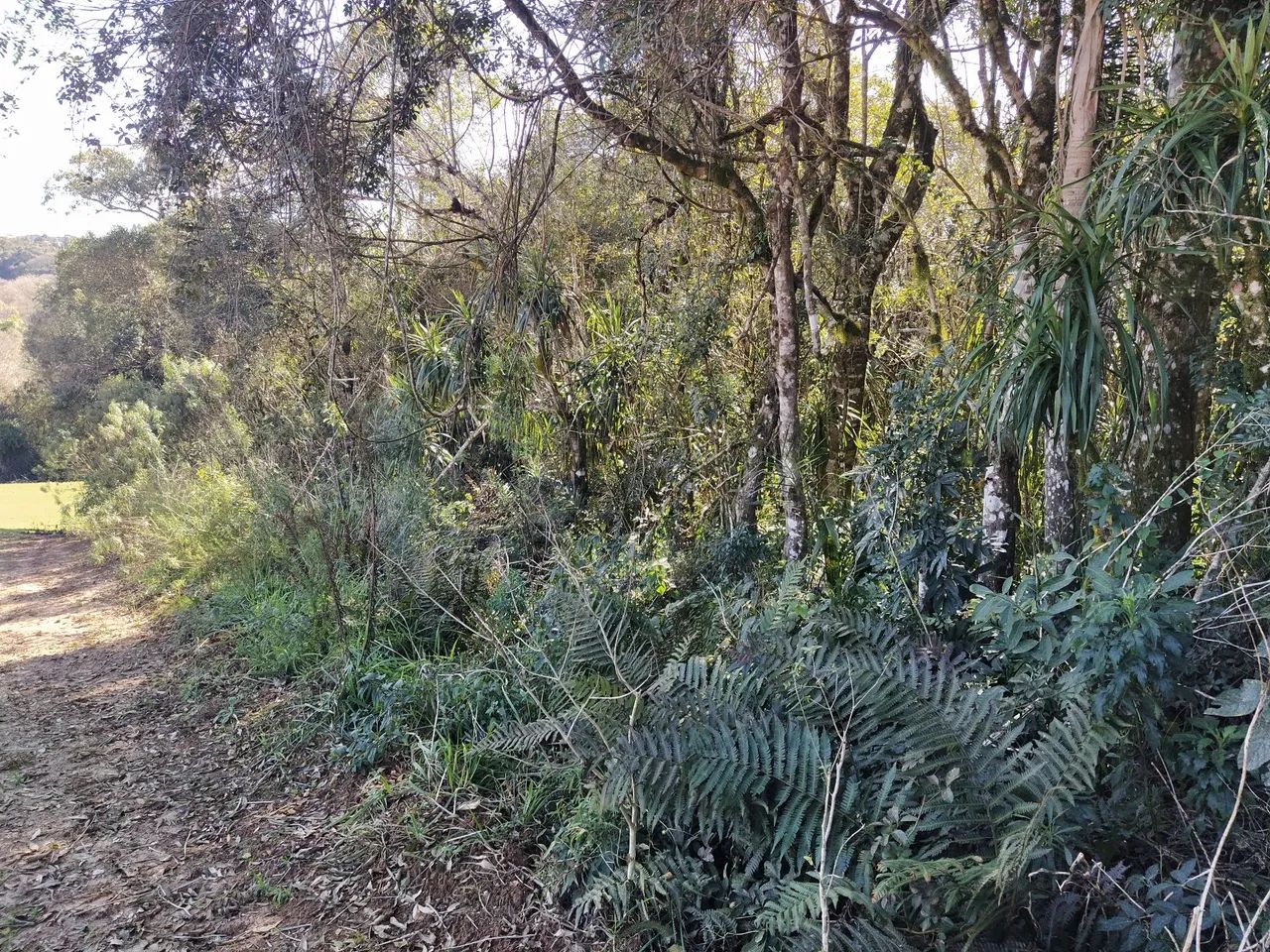 Sítio Reserva Ribeirão  - Foto 2