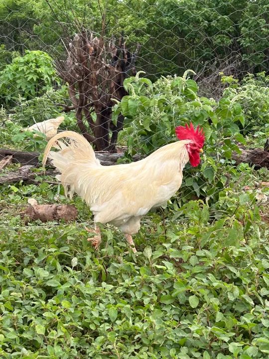 galo legorne raça pura (poedeira bege ) - Foto 3