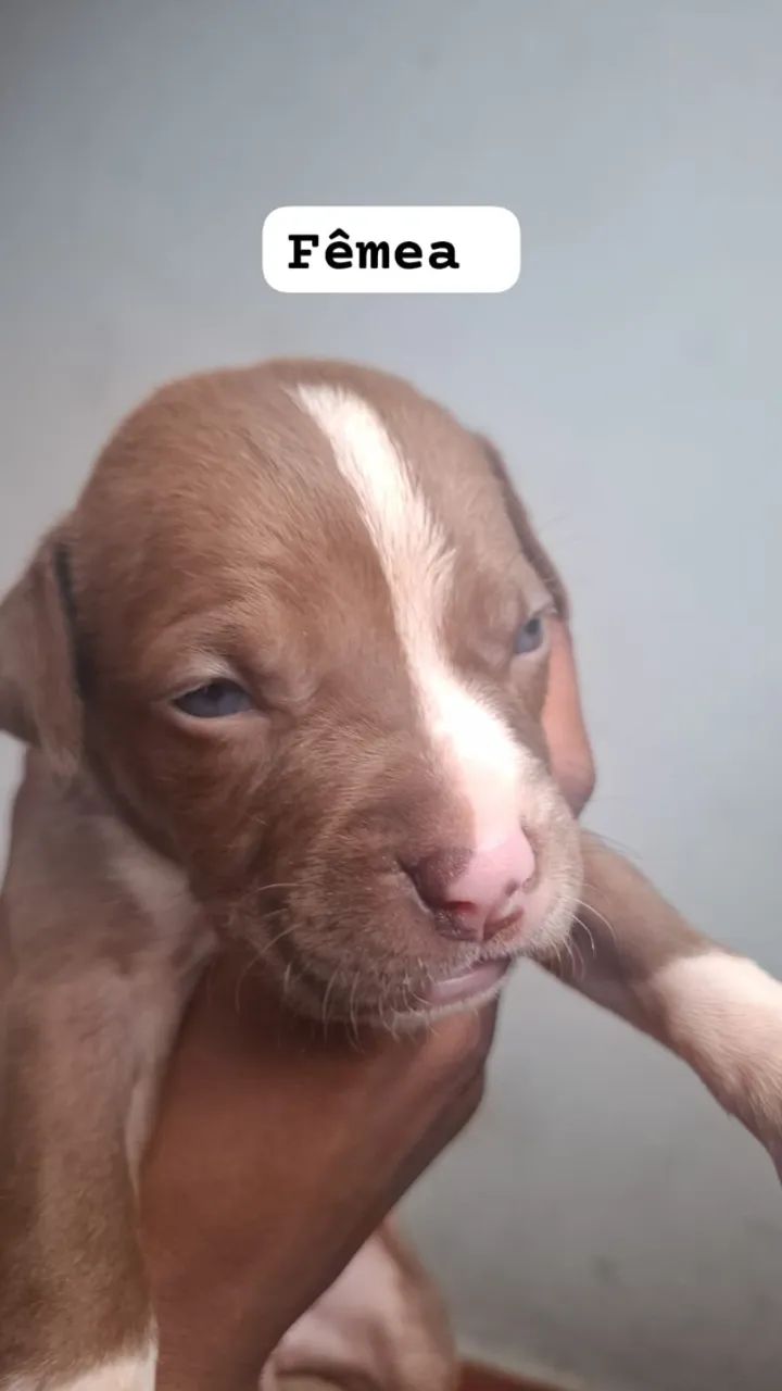 Filhote Pitbull puro - Foto 2