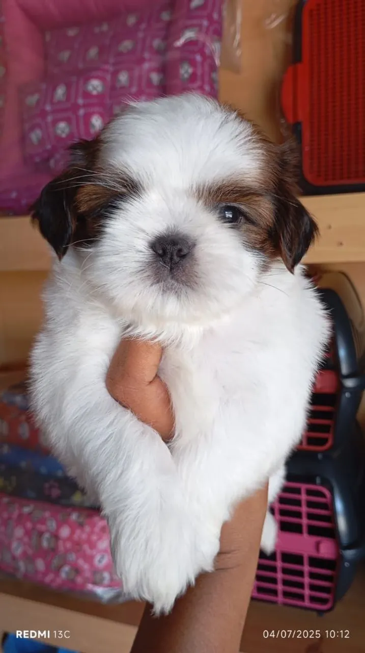 Filhote Shih Tzu fofo e charmoso!