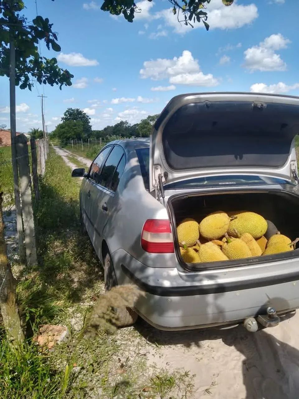 Vende-se sítio com vários pés de frutas - Foto 3