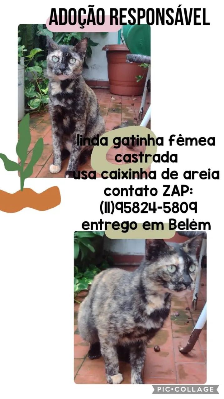 Gatinha fêmea para adoção responsável