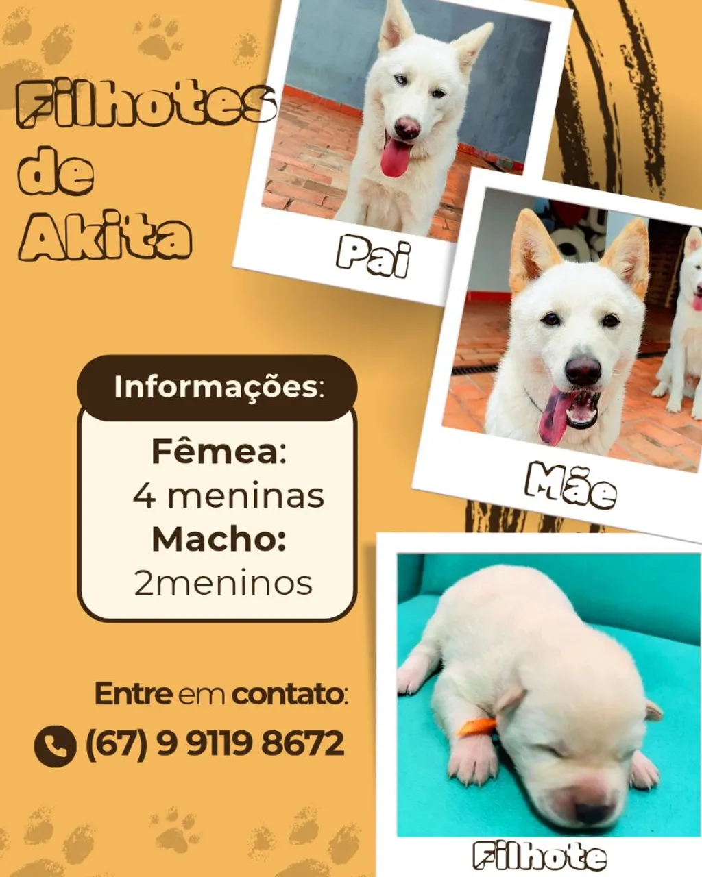 Filhotes de Akita disponíveis!