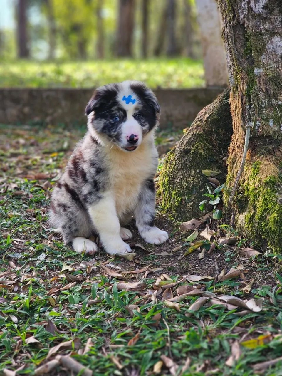 Border Collie | Pedigree  CBKC 