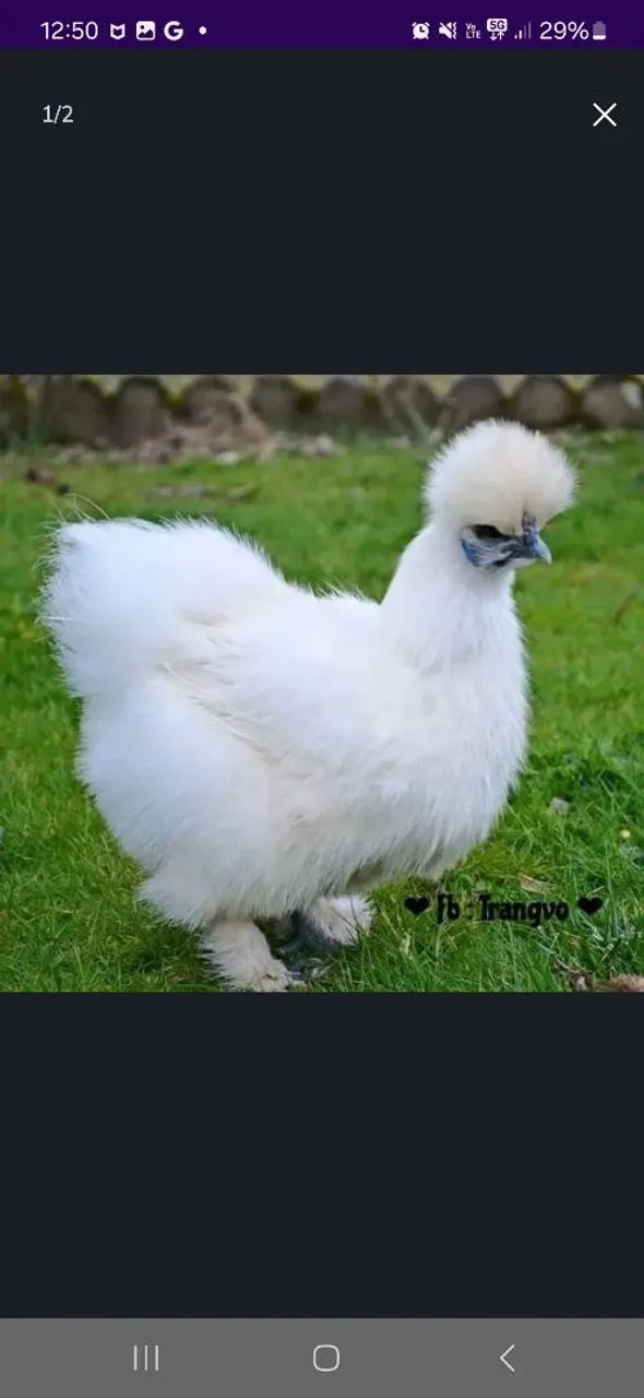 Lindas galinhas sedosas e galinhas de Angola com excelente linhagem. - Foto 3