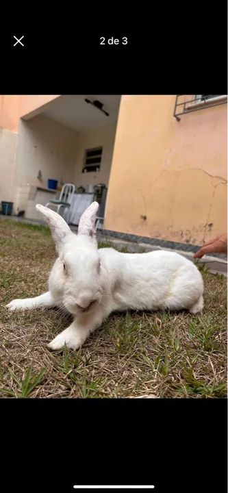 Coelho Nova Zelândia 5kg