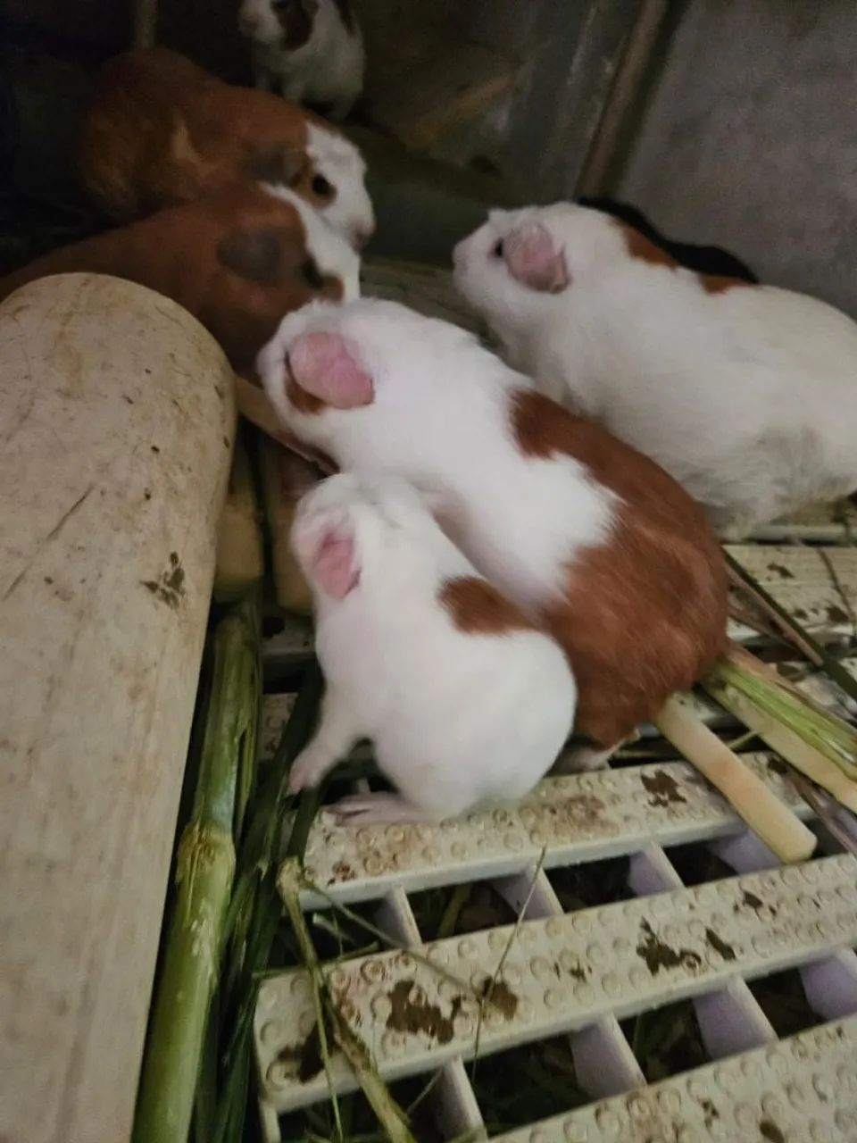 Porquinho da india Cui gigante filhotes lindos  - Foto 3