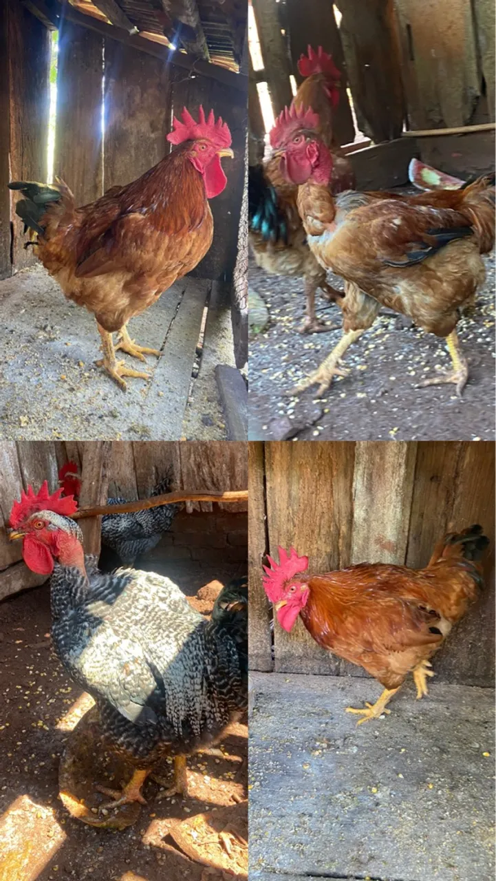 Galos para venda