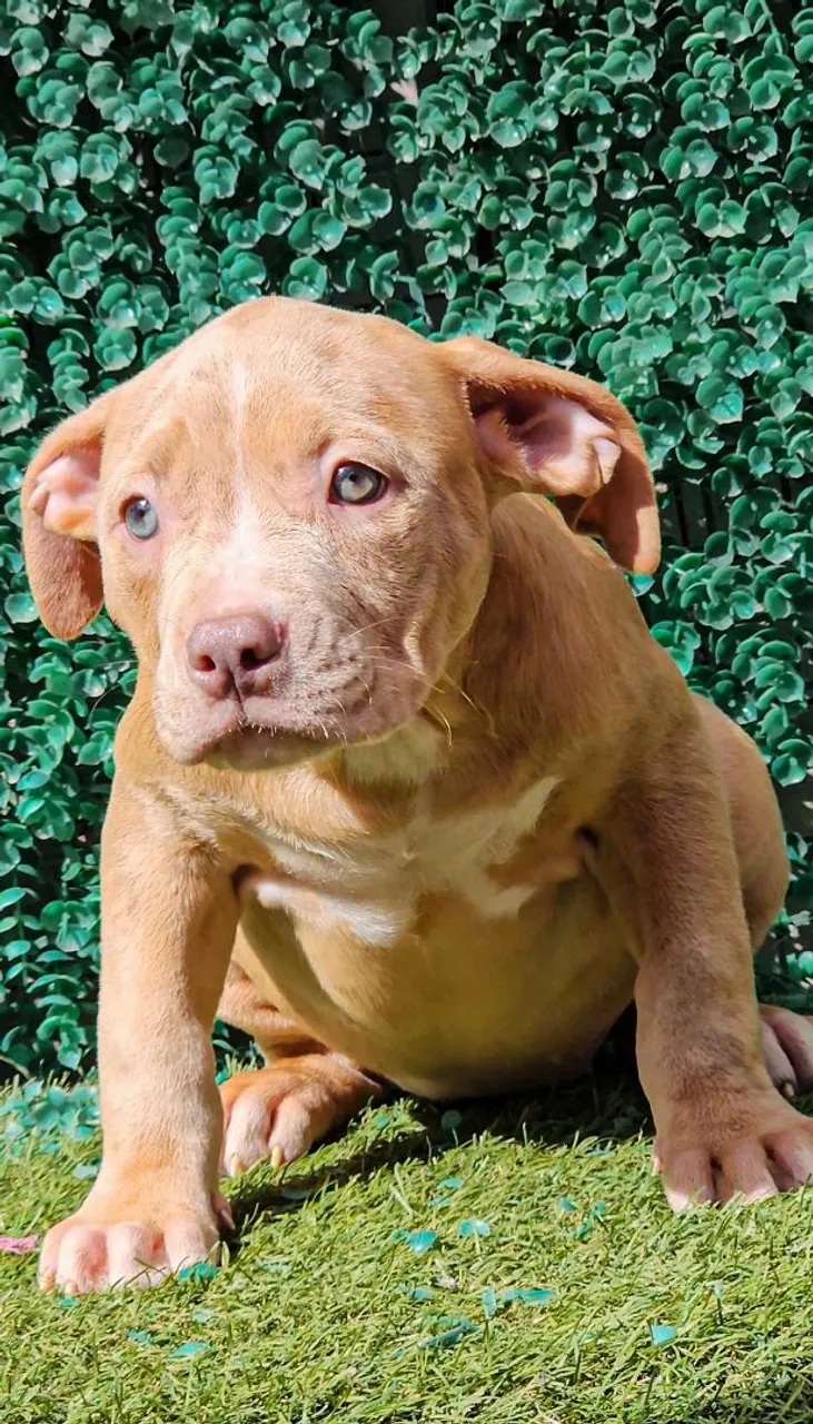 Pit Monster Fêmeas Merle Gen Tri + Pedigree Ibc ( Mw Bearzilla - Aslan etc ) Oportunidade