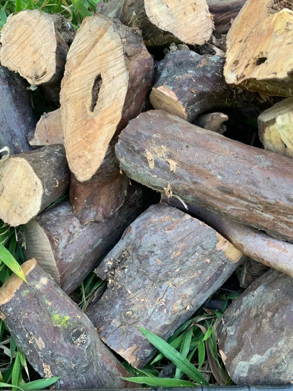 Lenha de goiabeira, frutífera  - Foto 3