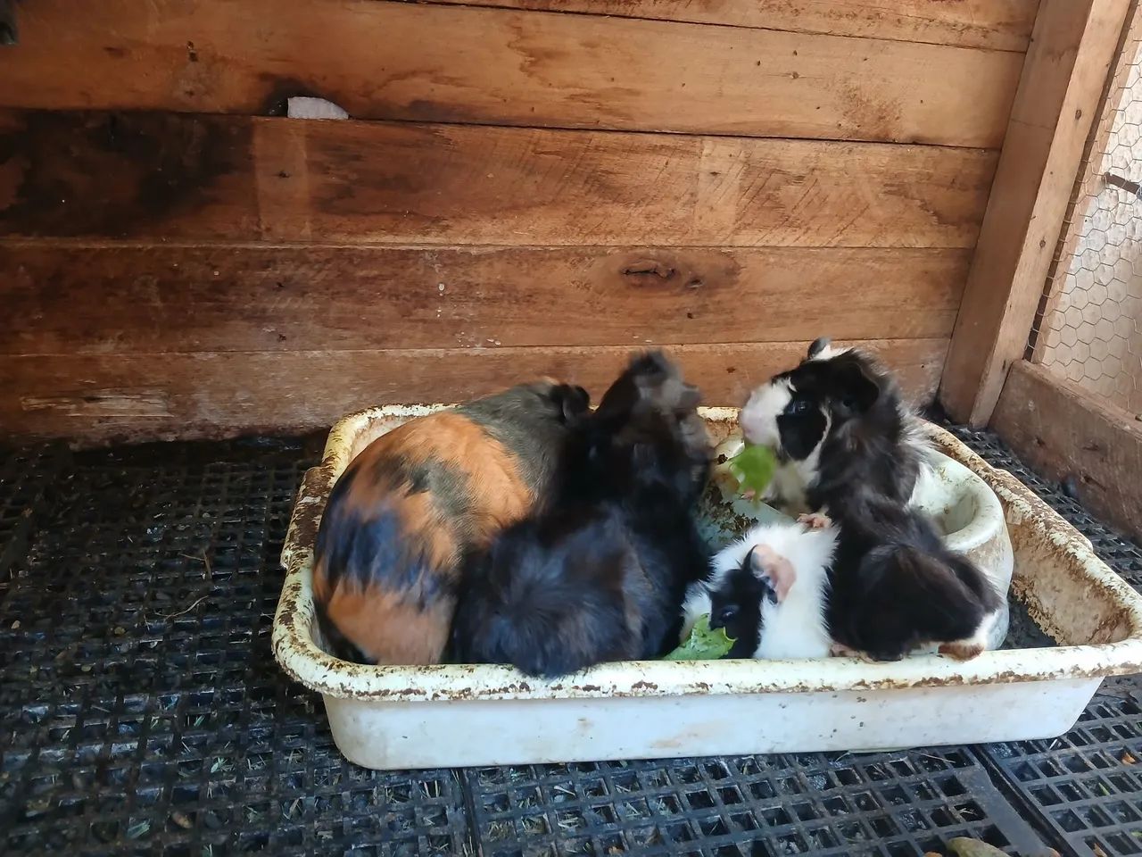 Porquinhos da india macho - Foto 5