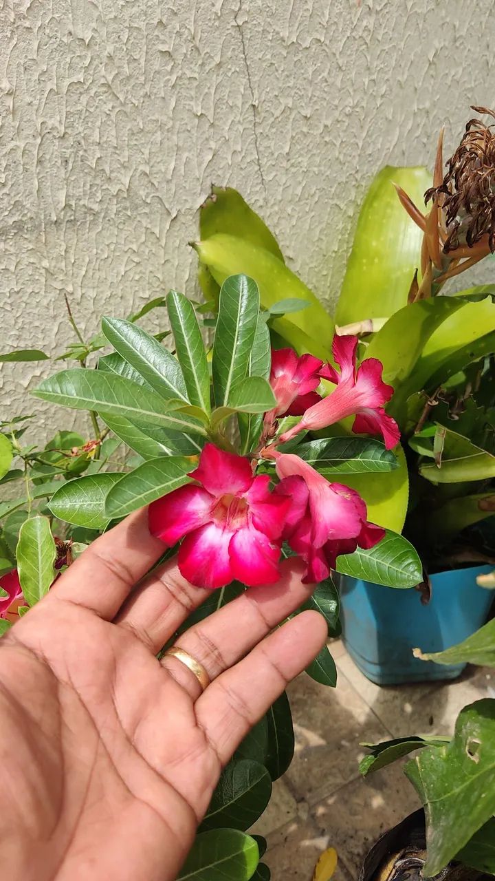 Plantas, frutíferas, árvores enxertadas,  promoção, preço baixo e qualidade. - Foto 2