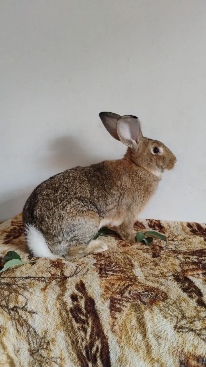 Coelho da raça gigante de flandes 