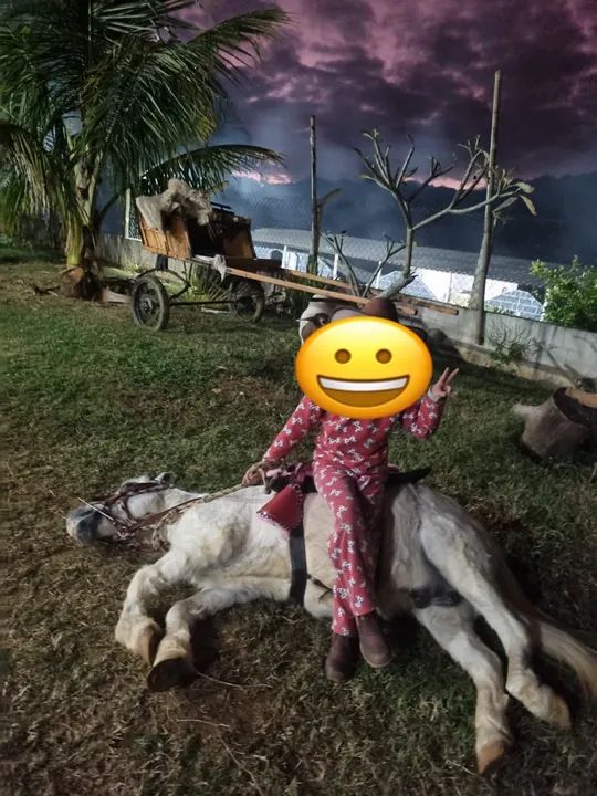 Pônei 8 anos inteiro adestrado  - Foto 6