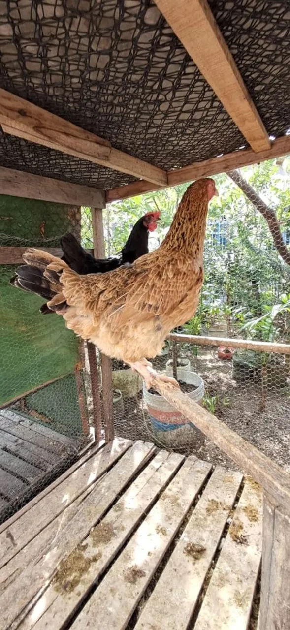 Galinha de raça