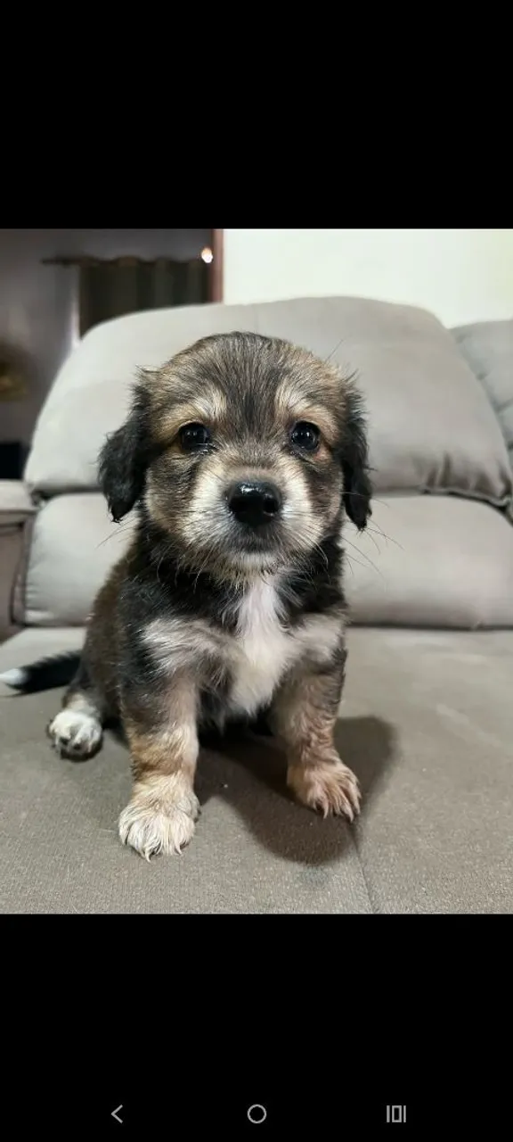 Filhote de cachorro